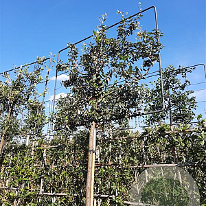 Quercus ilex 200 cm stam container 8-10 lei 150x120