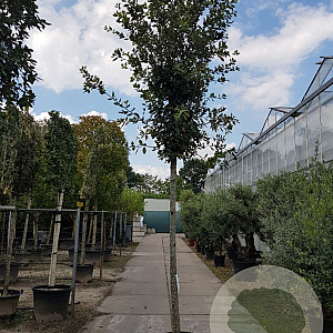 Quercus ilex 200 cm stam container 20-25 leiboom