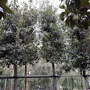 Quercus ilex 200 cm stam container 20-25 leiboom