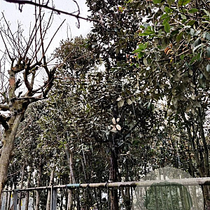 Quercus ilex 200 cm stam container 20-25 leiboom