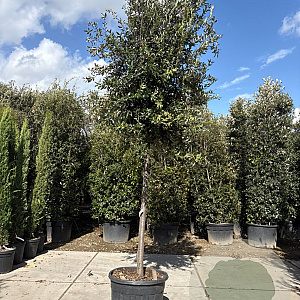 Quercus ilex 200 cm stam container 20-25 leiboom