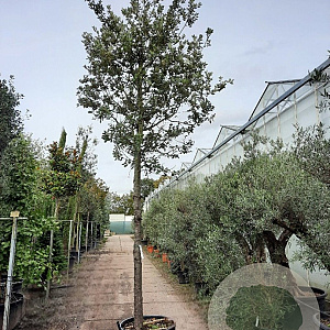 Quercus ilex 200 cm stam container 35-40