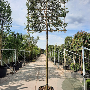 Quercus ilex 200 cm stam container leiboom