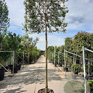 Quercus ilex 200 cm stam container leiboom
