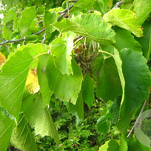 Corylus colurna 50-80 cm wortelgoed 1/1