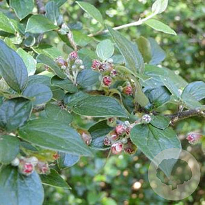 Cotoneaster dielsianus 40-60 cm wortelgoed 2-jarig verplante zaailin