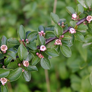 Cotoneaster divaricatus 40-60 cm wortelgoed 1/2