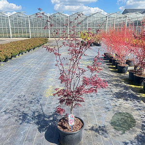 Acer pal. 'Trompenburg' 90-100 cm 35L