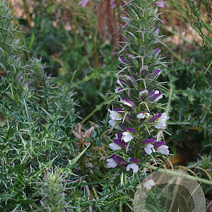 Acanthus spinosus 'Spinosissimus' GM P9