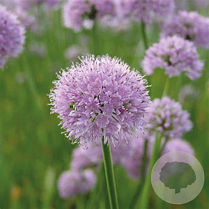 Allium 'Summer Beauty' GM 2,0L
