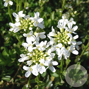 Arabis procurrens 'Neuschnee' GM P9