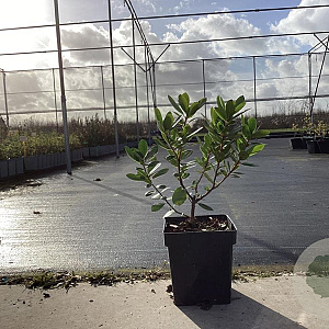 Arbutus unedo 'Atlantic' 30-40 cm 3,0L