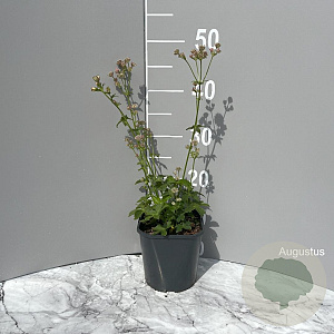 Astrantia major GM 2,0L