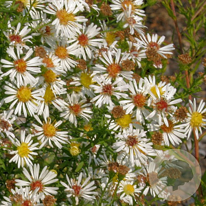 Aster (U) 'Monte Cassino' GM P9