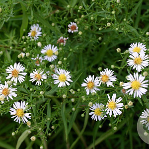 Aster (U) 'Monte Cassino' GM P9