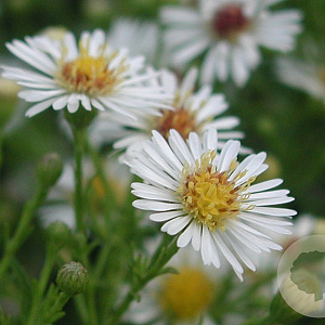 Aster (U) 'Monte Cassino' GM P9