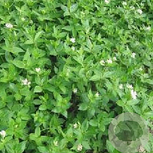 Asperula taurina GM P9