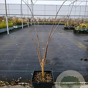 Asimina triloba 40-50 cm 3,0L