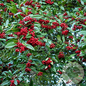 Cotoneaster simonsii 40-60 cm wortelgoed 1/1 2-3 tak