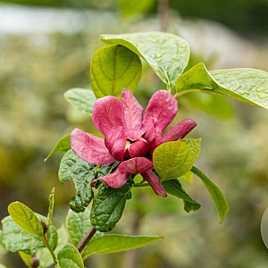 Calycanthus r. 'Hartlage Wine' 80-100 cm 20L