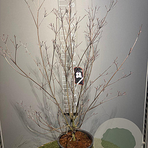 Cornus k. 'Cappucino' 125-150 cm 20L