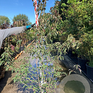 Cornus k. 'Cappucino' 150-175 cm 20L