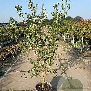 Cornus k. 'China Girl' 150-175 cm 20L
