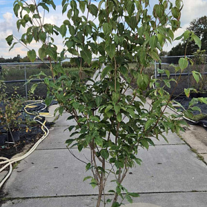 Cornus k. 'China Girl' 150-175 cm 20L