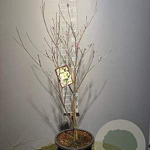 Cornus k. 'Milky Way' 100-125 cm 20L