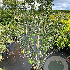 Cornus k. 'Milky Way' 175-200 cm 20L