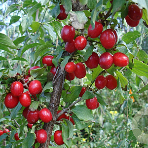 Cornus mas 'Elegantnyj' 50-60 cm 2,0L