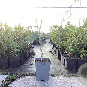 Eriobotrya japonica 50-80 cm 5,0L