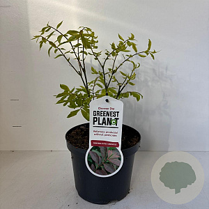 Euonymus alat. 'Compactus' 25-30 cm 3,0L