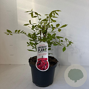Euonymus alatus 40-50 cm 3,0L