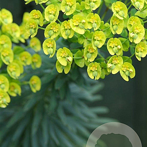 Euphorbia characias wulfenii GM P9