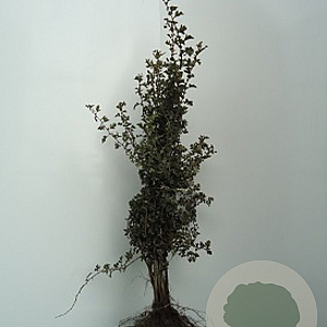 Crataegus monogyna 50-80 cm wortelgoed 1/0 1 jarige zaailing