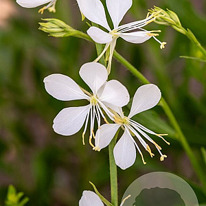 Gaura l. 'Snowbird' GM P9