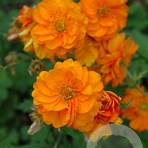 Geum 'Fire Storm' GM P9