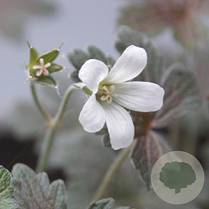 Geranium 'Sanne' GM P9