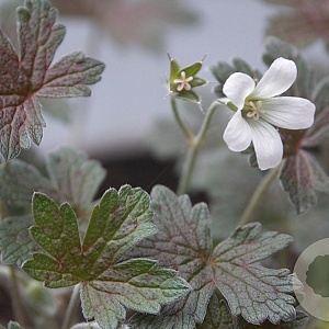 Geranium 'Sanne' GM P9