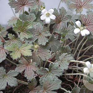 Geranium 'Sanne' GM P9