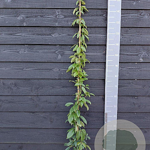 Holboellia latifolia 150-175 cm vierkant rond 5,5L