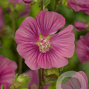 Lavatera 'Burgundy Wine' GM P9