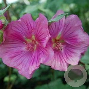 Lavatera 'Burgundy Wine' GM P9