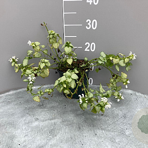 Lamium mac. 'White Nancy' GM 2,0L