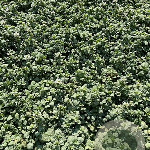 Lamium mac. 'White Nancy' GM 2,0L