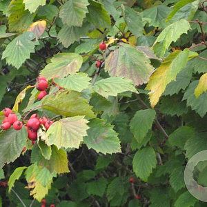Crataegus pedicellata 60-100 cm wortelgoed 3 jarig verplante zaailin