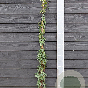 Lonicera henryi 150-175 cm vierkant rond 5,5L