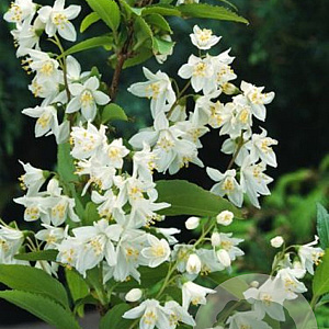 Deutzia gracilis 30-50 cm wortelgoed 2-jarig onverplante stekk 3 tak