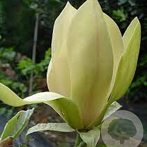 Magnolia 'Solar Flair' 150-175 cm 20L